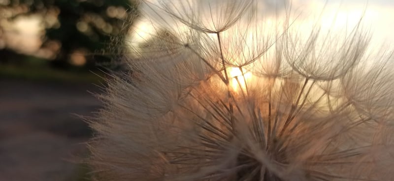 Enchanted Blossoms