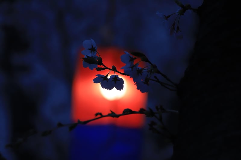 Enchanted Edens