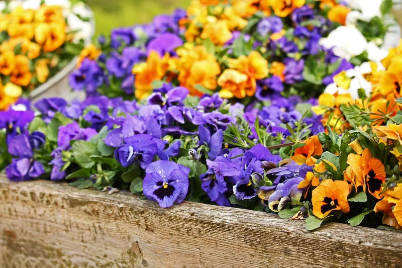 Fantasy Planting