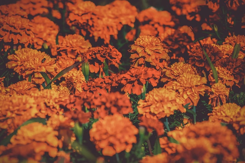Summer Flowers