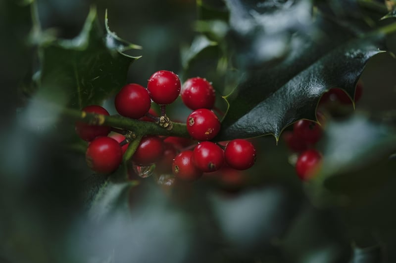 Mystical Berries