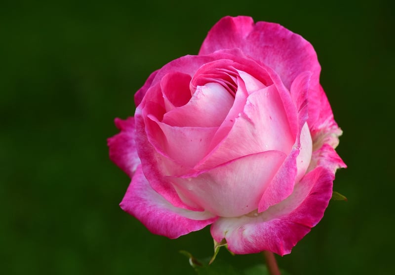 Whimsical Flower